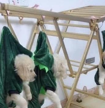 將小狗掛在曬衣架上,主人看它們表情后:右邊那只肯定是罪魁禍首