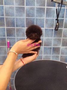 廠家直銷特價新款泰迪小狗實木衣柜衣架 寵物衣柜、床與衣架的完美結(jié)合